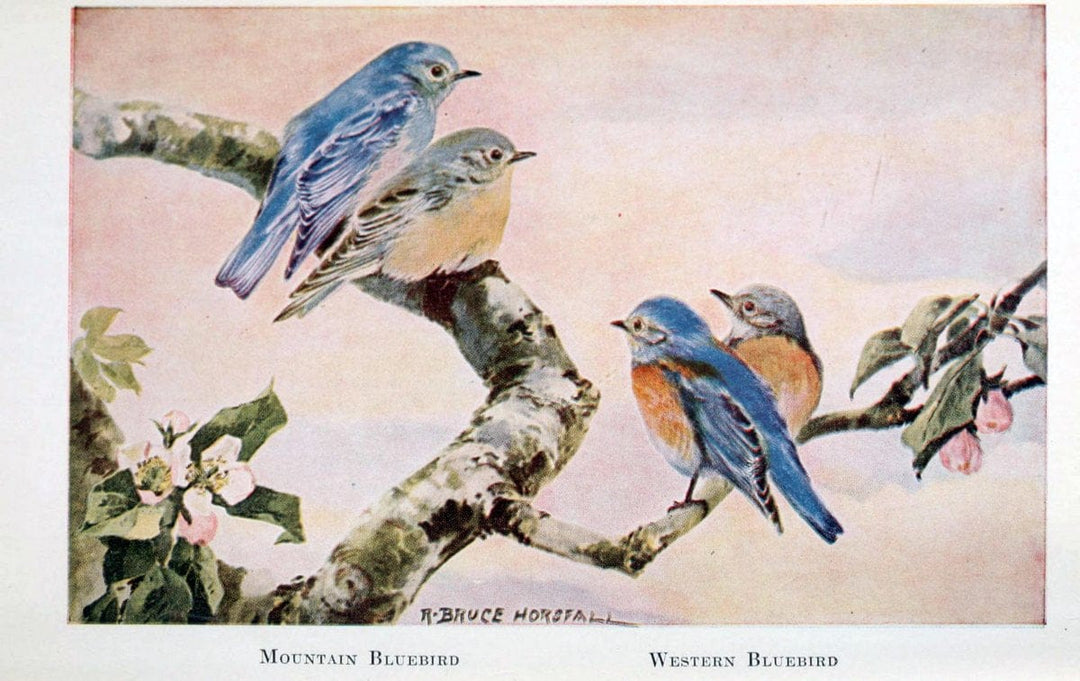 Birds of the Pacific coastNew York,G. P. Putnam's sons,1923.  | 59.82(79) Birds "British Columbia" "Pacific Coast (North America)"  | Vintage Print Reproduction 462858