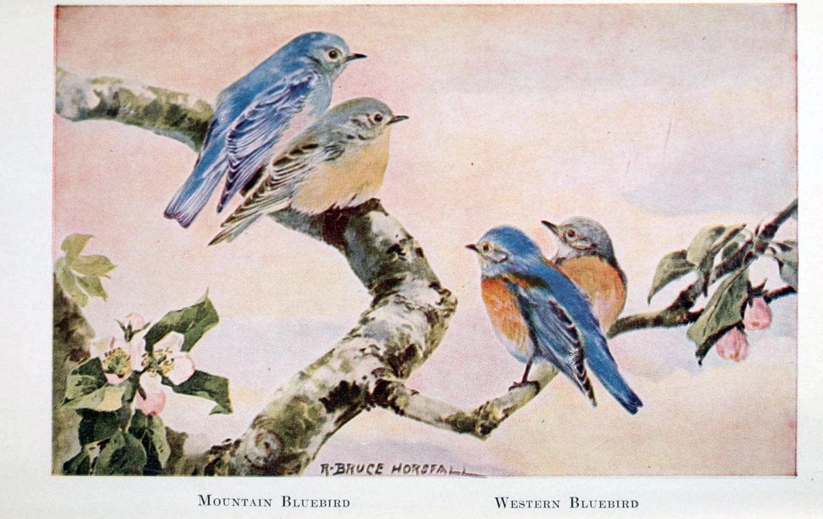 Birds of the Pacific coastNew York,G. P. Putnam's sons,1923.  | 59.82(79) Birds "British Columbia" "Pacific Coast (North America)"  | Vintage Print Reproduction 462858