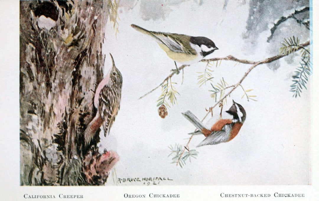 Birds of the Pacific coastNew York,G. P. Putnam's sons,1923.  | 59.82(79) Birds "British Columbia" "Pacific Coast (North America)"  | Vintage Print Reproduction 462859