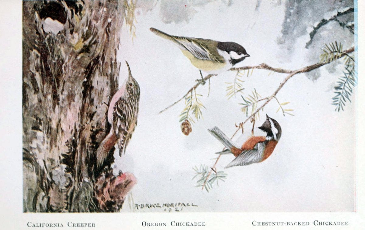 Birds of the Pacific coastNew York,G. P. Putnam's sons,1923.  | 59.82(79) Birds "British Columbia" "Pacific Coast (North America)"  | Vintage Print Reproduction 462859