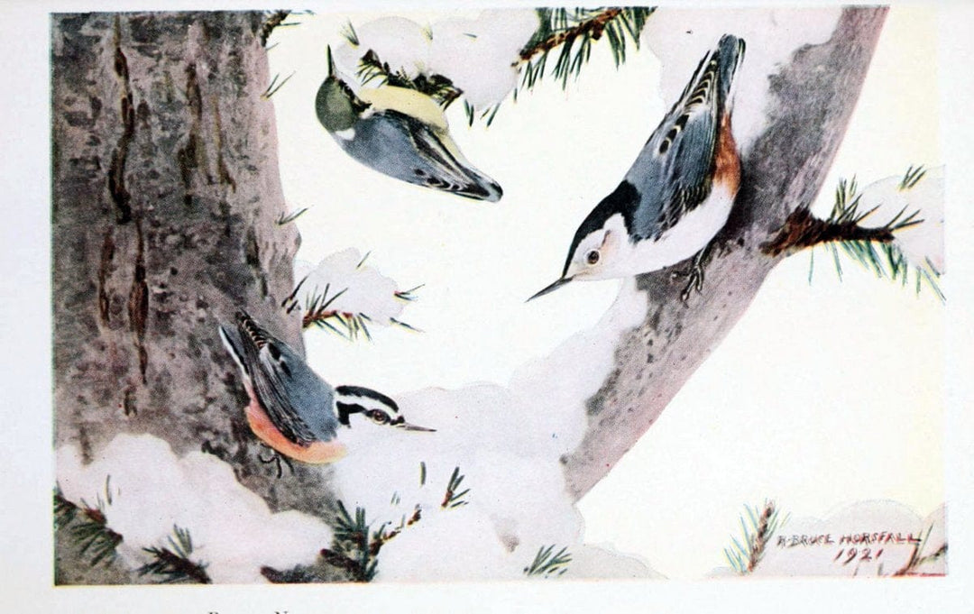 Birds of the Pacific coastNew York,G. P. Putnam's sons,1923.  | 59.82(79) Birds "British Columbia" "Pacific Coast (North America)"  | Vintage Print Reproduction 462860