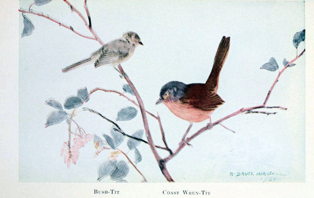Birds of the Pacific coastNew York,G. P. Putnam's sons,1923.  | 59.82(79) Birds "British Columbia" "Pacific Coast (North America)"  | Vintage Print Reproduction 462861