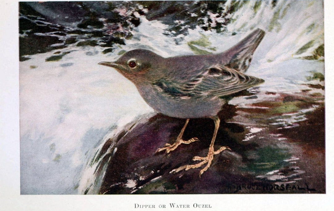 Birds of the Pacific coastNew York,G. P. Putnam's sons,1923.  | 59.82(79) Birds "British Columbia" "Pacific Coast (North America)"  | Vintage Print Reproduction 462862