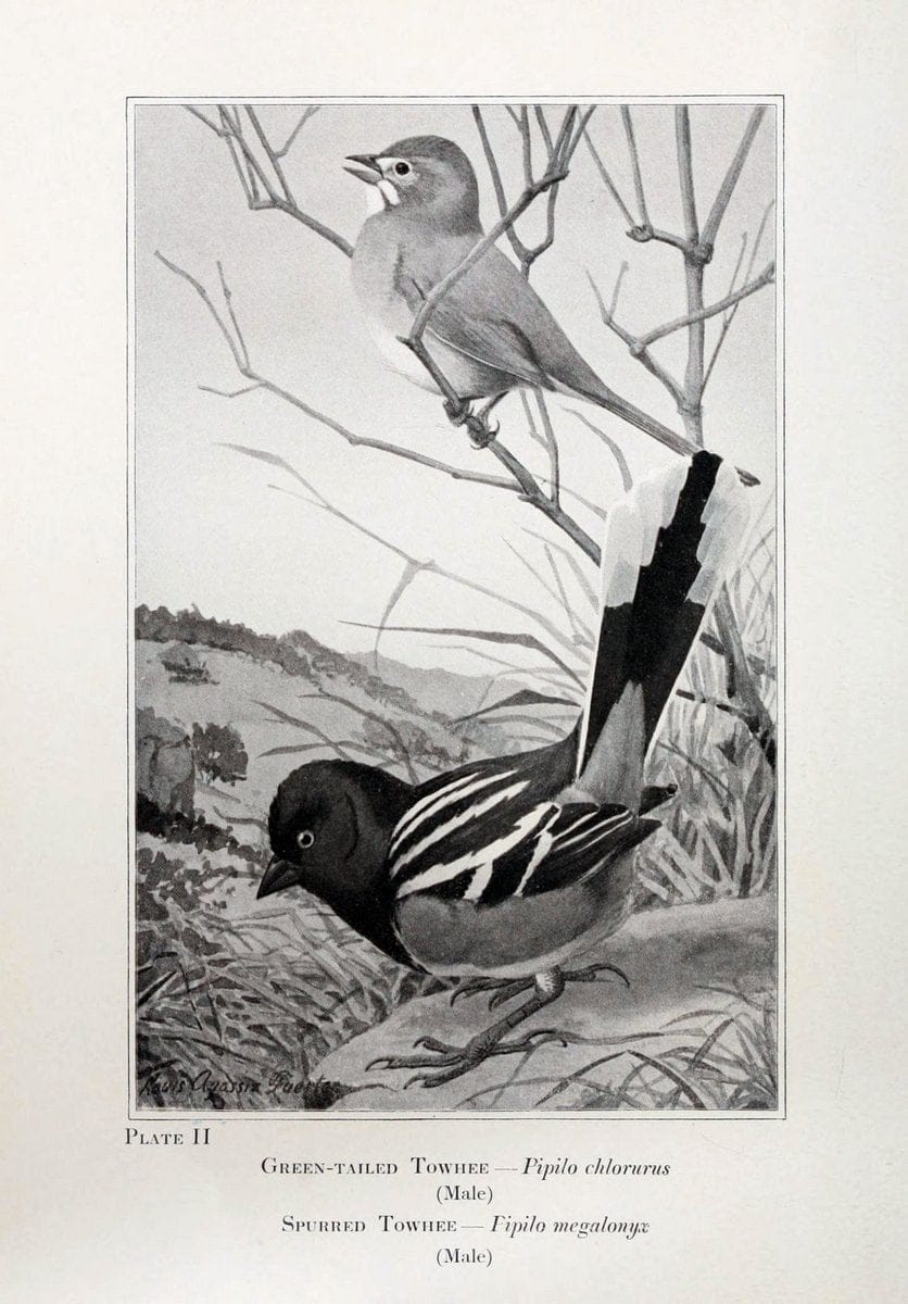 Birds of the Rockies,.Chicago,A. C. McClurg and co.,1902.  | 59.82(78) Birds Colorado "Rocky Mountains"  | Vintage Print Reproduction 462863