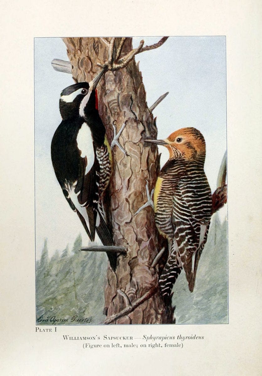 Birds of the Rockies,.Chicago,A. C. McClurg and co.,1902.  | 59.82(78) Birds Colorado "Rocky Mountains"  | Vintage Print Reproduction 462864
