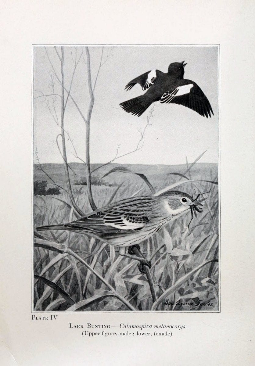 Birds of the Rockies,.Chicago,A. C. McClurg and co.,1902.. |  | Vintage Print Reproduction 462865
