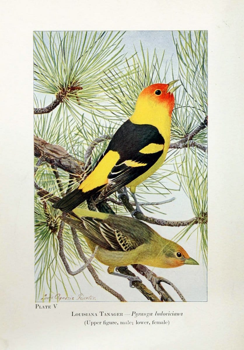 Birds of the Rockies,.Chicago,A. C. McClurg and co.,1902.. |  | Vintage Print Reproduction 462866