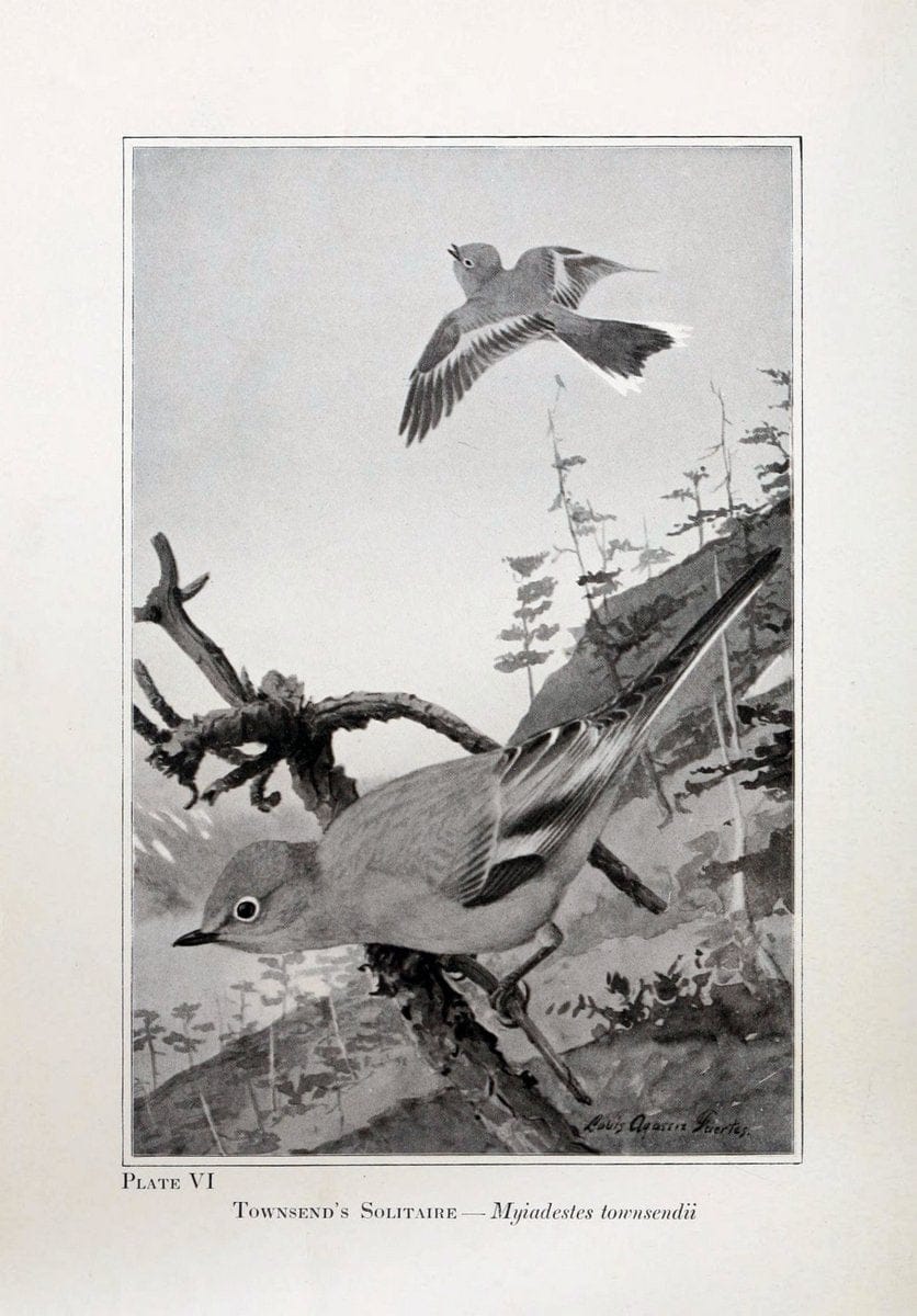 Birds of the Rockies,.Chicago,A. C. McClurg and co.,1902.. |  | Vintage Print Reproduction 462867