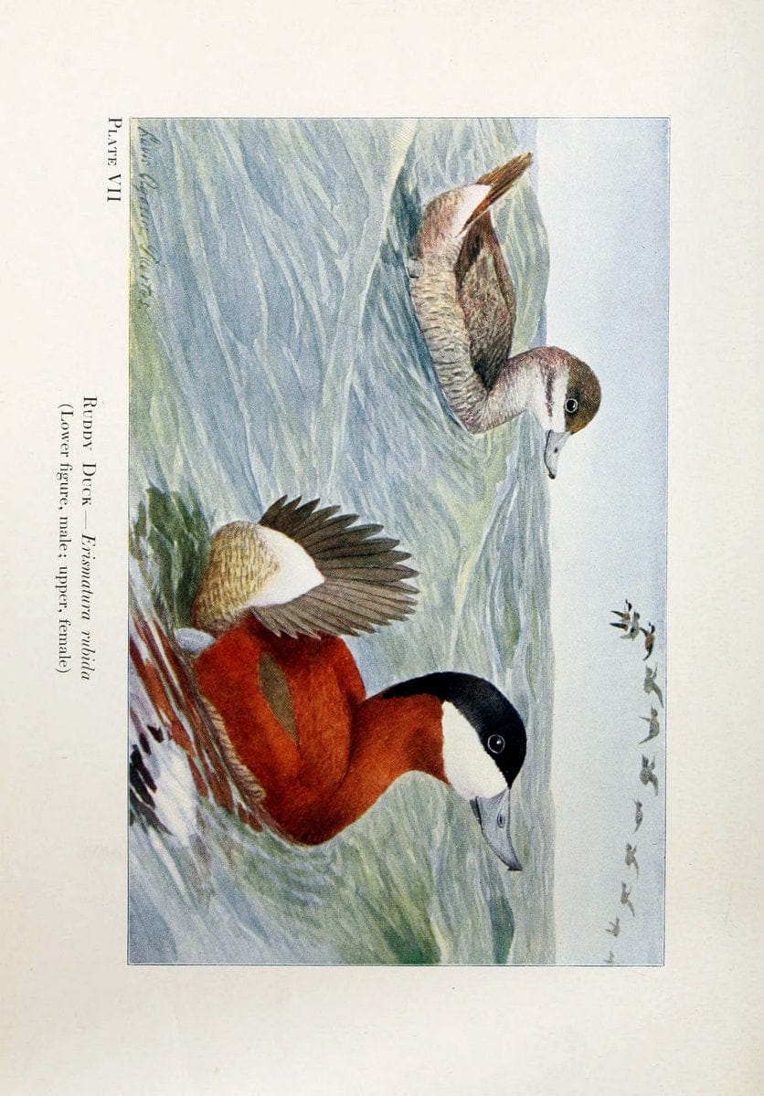 Birds of the Rockies,.Chicago,A. C. McClurg and co.,1902.. |  | Vintage Print Reproduction 462868