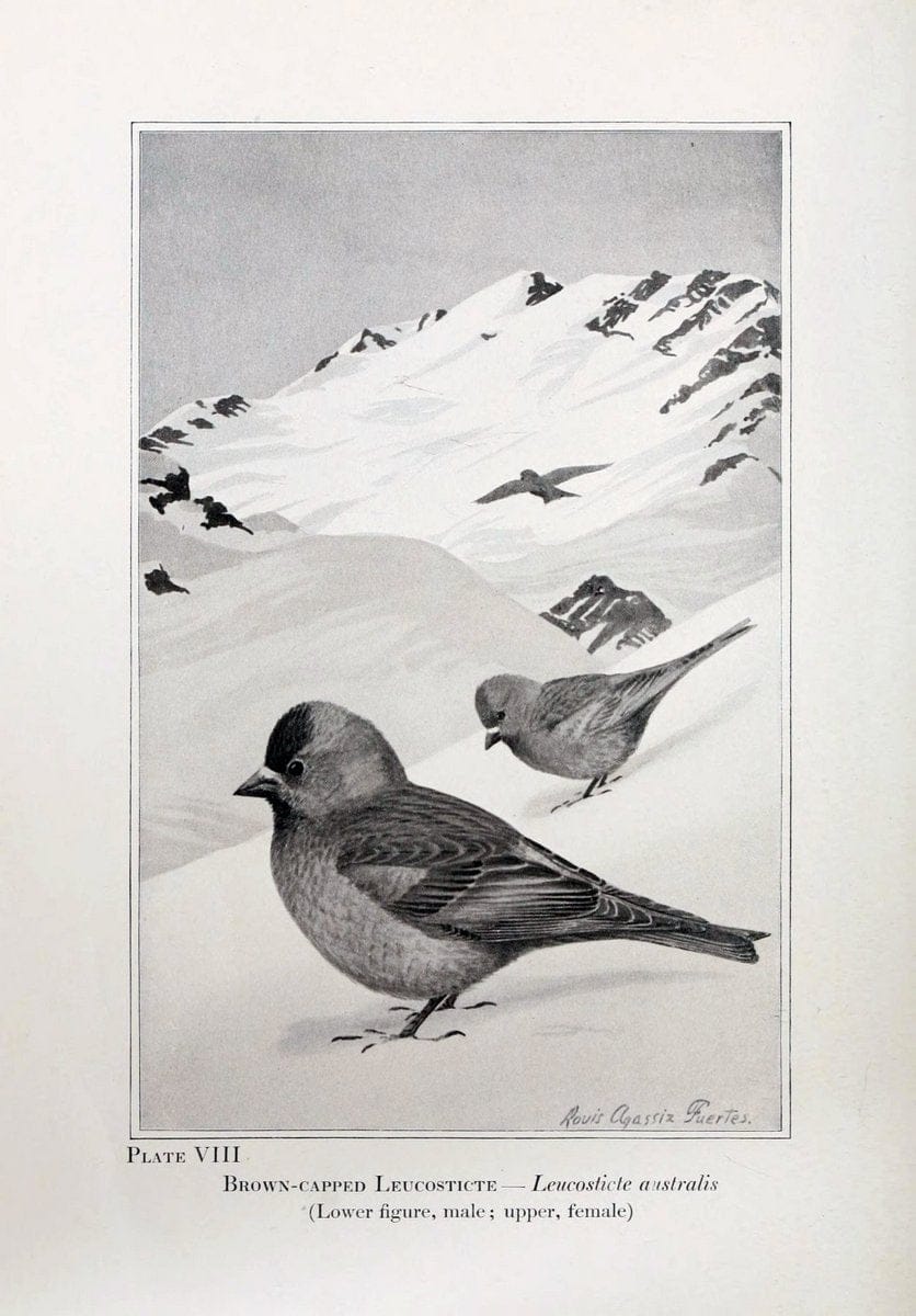 Birds of the Rockies,.Chicago,A. C. McClurg and co.,1902.. |  | Vintage Print Reproduction 462869