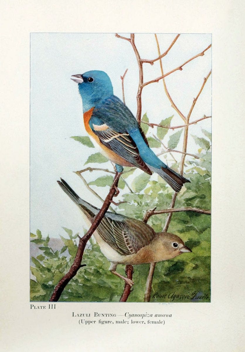 Birds of the Rockies,.Chicago,A. C. McClurg and co.,1902.. |  | Vintage Print Reproduction 462870