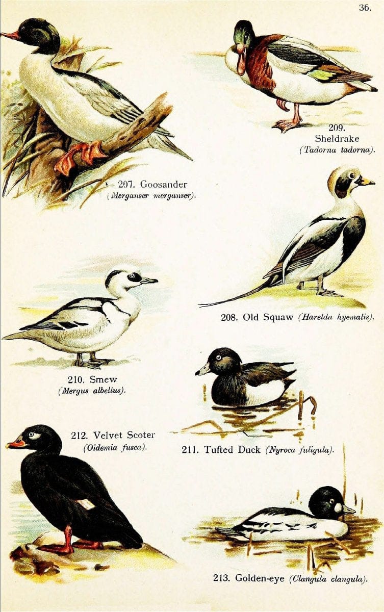 Birds of the world for young people,.New York,F.A. Stokes Company[1909]. |  | Vintage Print Reproduction 462871