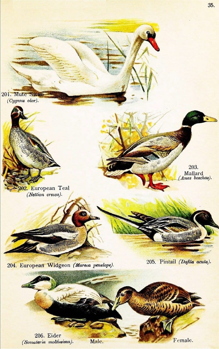 Birds of the world for young people,.New York,F.A. Stokes Company[1909]. |  | Vintage Print Reproduction 462872