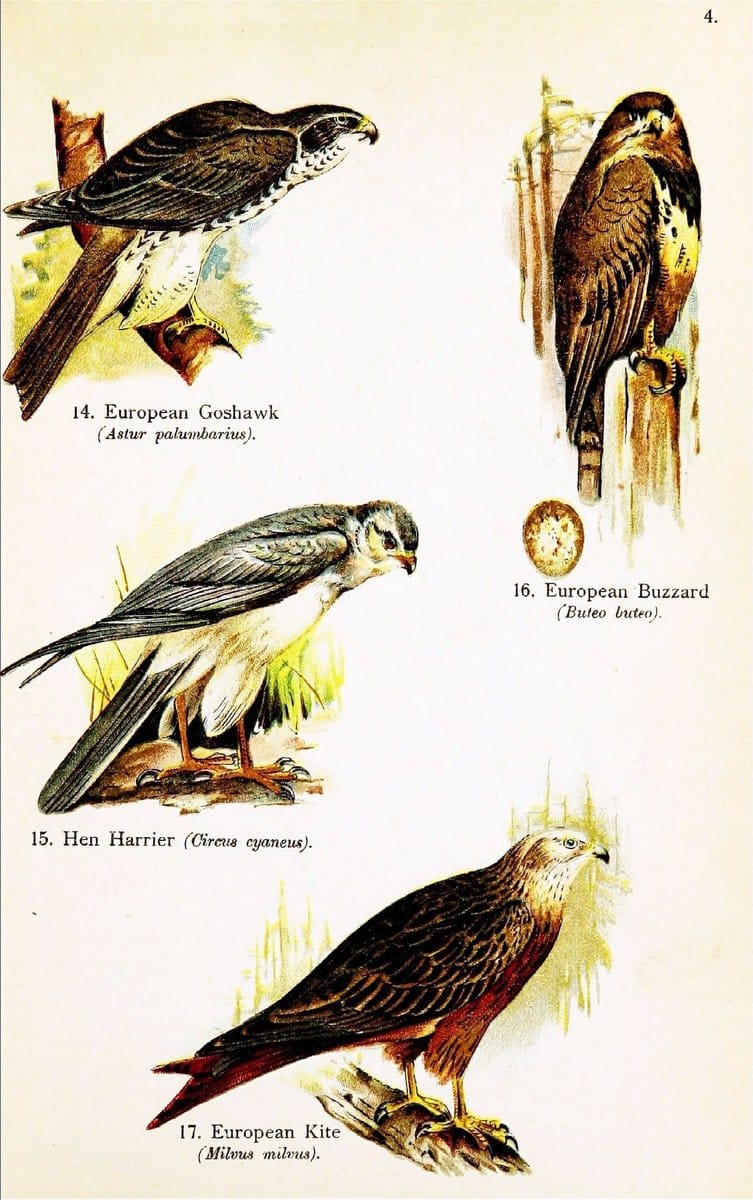 Birds of the world for young people,.New York,F.A. Stokes Company[1909]. |  | Vintage Print Reproduction 462873