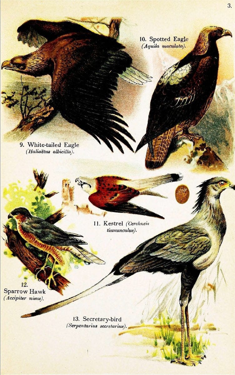 Birds of the world for young people,.New York,F.A. Stokes Company[1909]. |  | Vintage Print Reproduction 462874