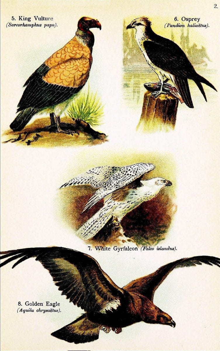 Birds of the world for young people,.New York,F.A. Stokes Company[1909]. |  | Vintage Print Reproduction 462875