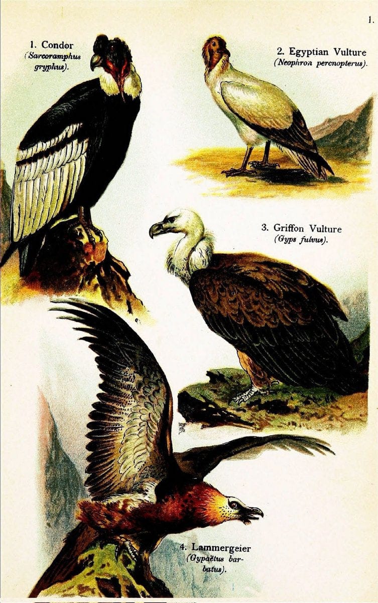 Birds of the world for young people,.New York,F.A. Stokes Company[1909]. |  | Vintage Print Reproduction 462876