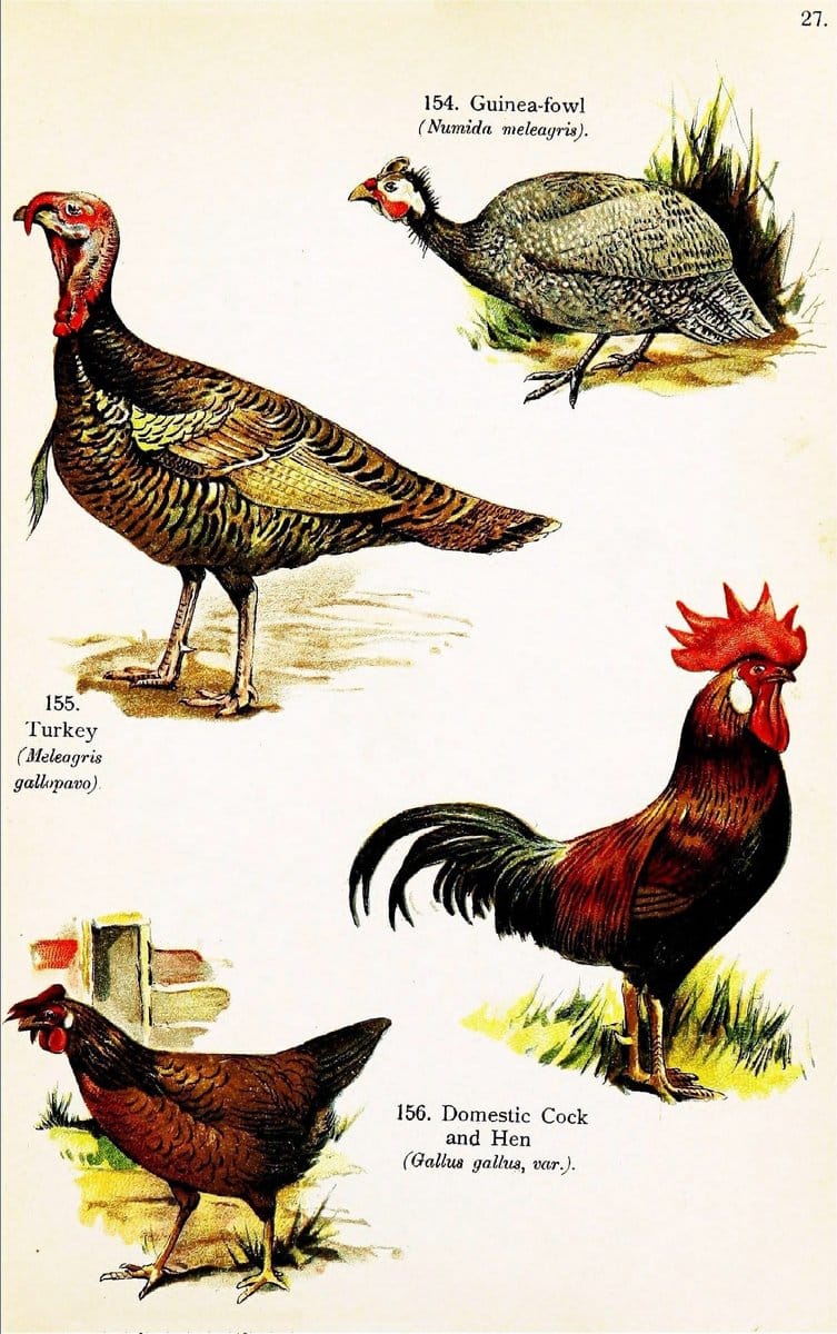 Birds of the world for young people,.New York,F.A. Stokes Company[1909]. |  | Vintage Print Reproduction 462877