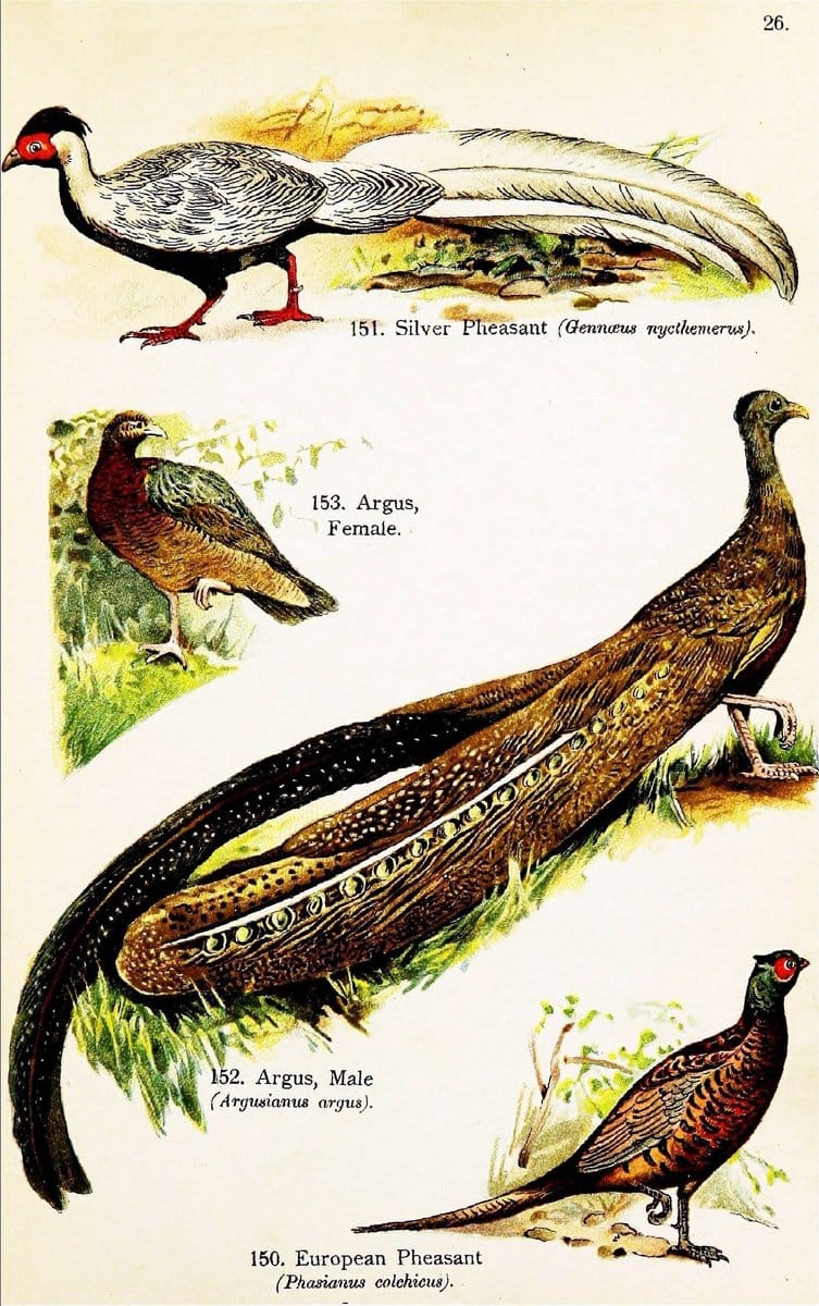 Birds of the world for young people,.New York,F.A. Stokes Company[1909]. |  | Vintage Print Reproduction 462878