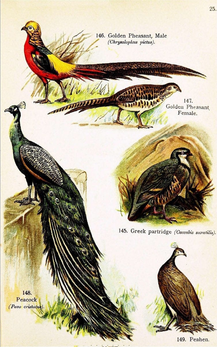 Birds of the world for young people,.New York,F.A. Stokes Company[1909]. |  | Vintage Print Reproduction 462879