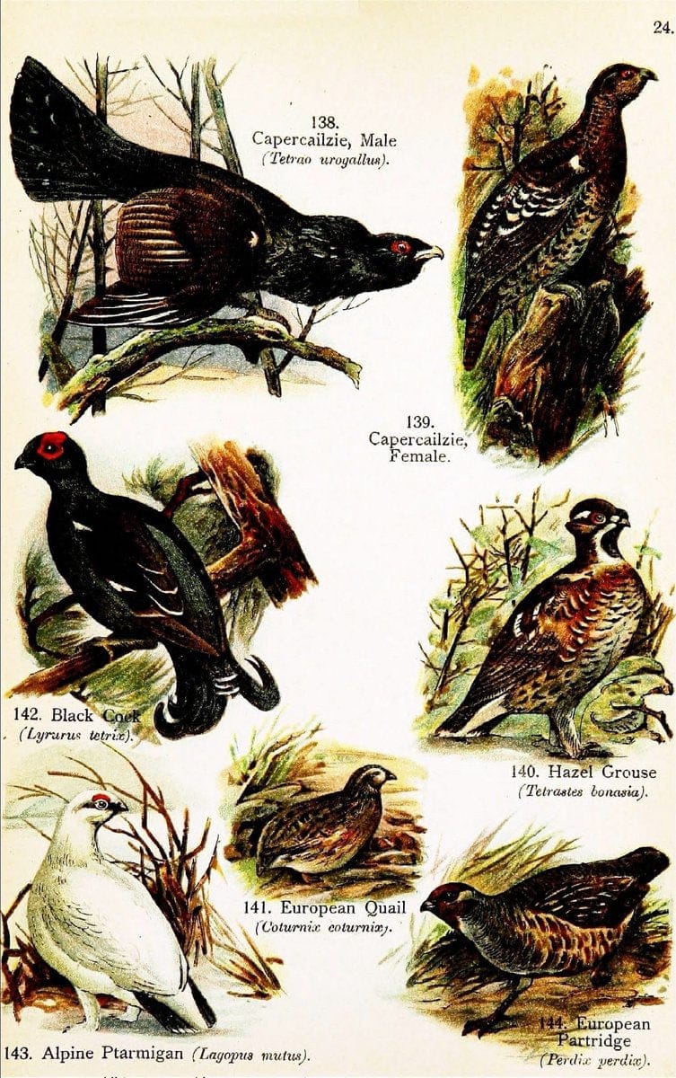 Birds of the world for young people,.New York,F.A. Stokes Company[1909]. |  | Vintage Print Reproduction 462880