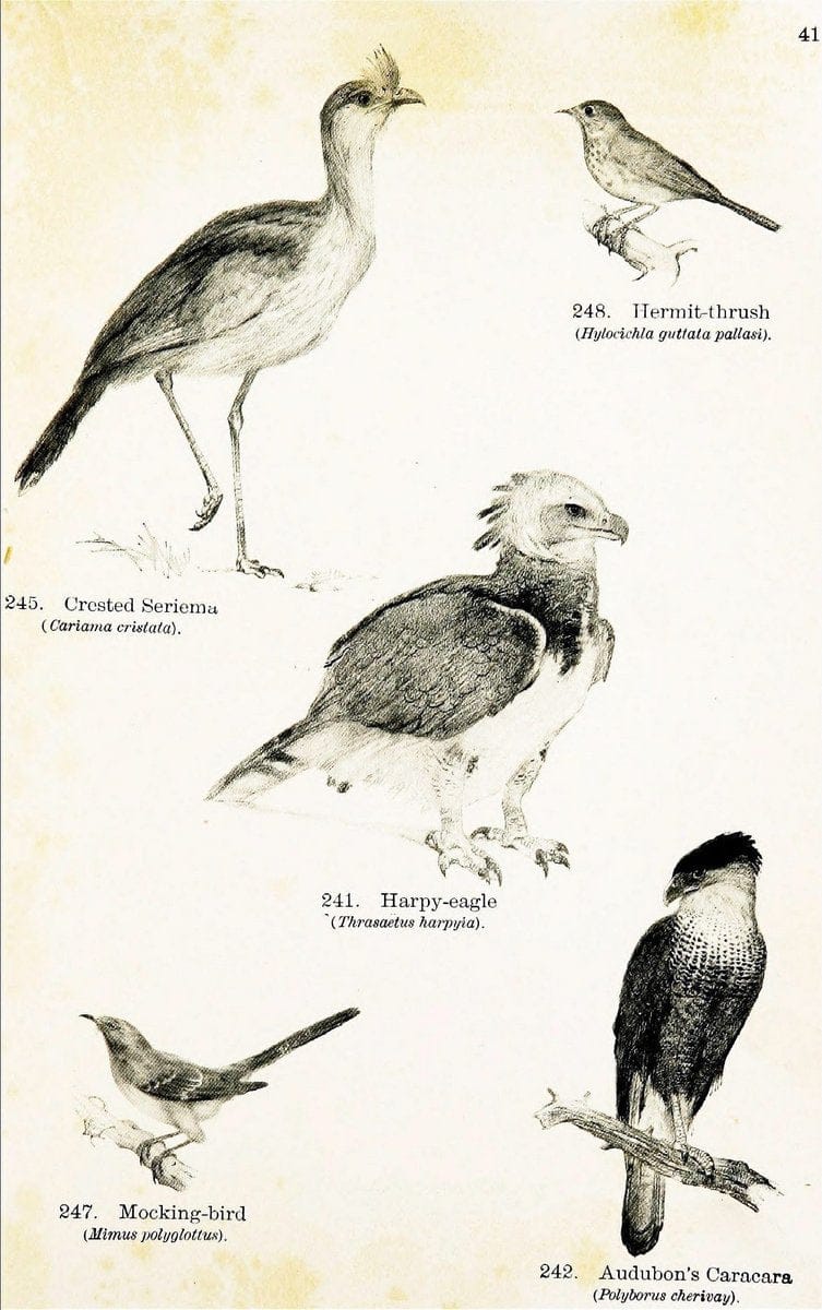 Birds of the world for young people,.New York,F.A. Stokes Company[1909]. |  | Vintage Print Reproduction 462881