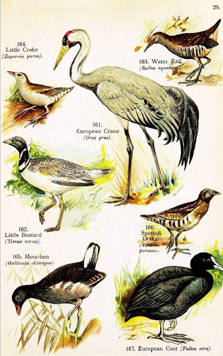 Birds of the world for young people,.New York,F.A. Stokes Company[1909]. |  | Vintage Print Reproduction 462882