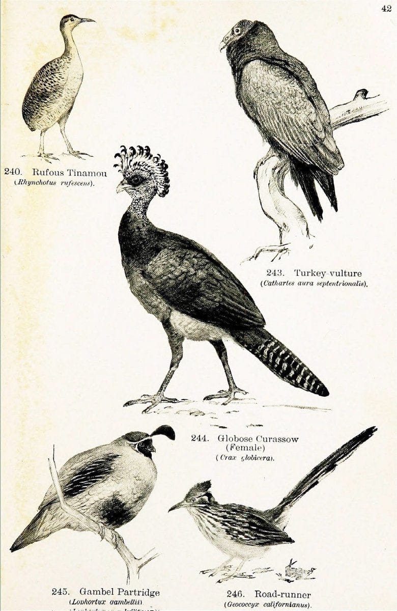 Birds of the world for young people,.New York,F.A. Stokes Company[1909]. |  | Vintage Print Reproduction 462883