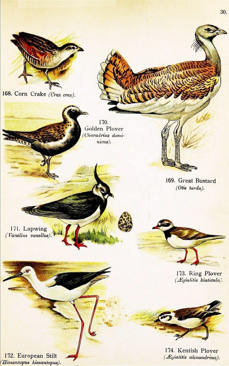 Birds of the world for young people,.New York,F.A. Stokes Company[1909]. |  | Vintage Print Reproduction 462884