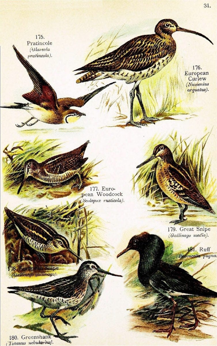 Birds of the world for young people,.New York,F.A. Stokes Company[1909]. |  | Vintage Print Reproduction 462885
