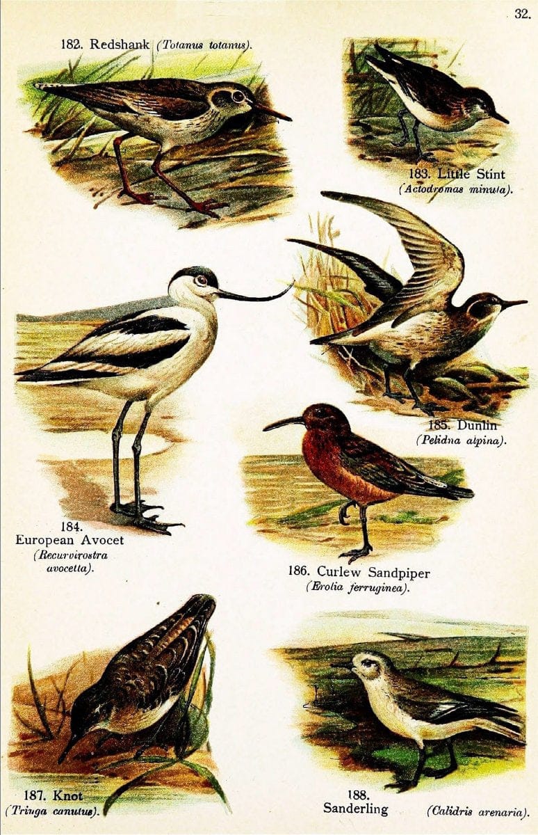 Birds of the world for young people,.New York,F.A. Stokes Company[1909]. |  | Vintage Print Reproduction 462886