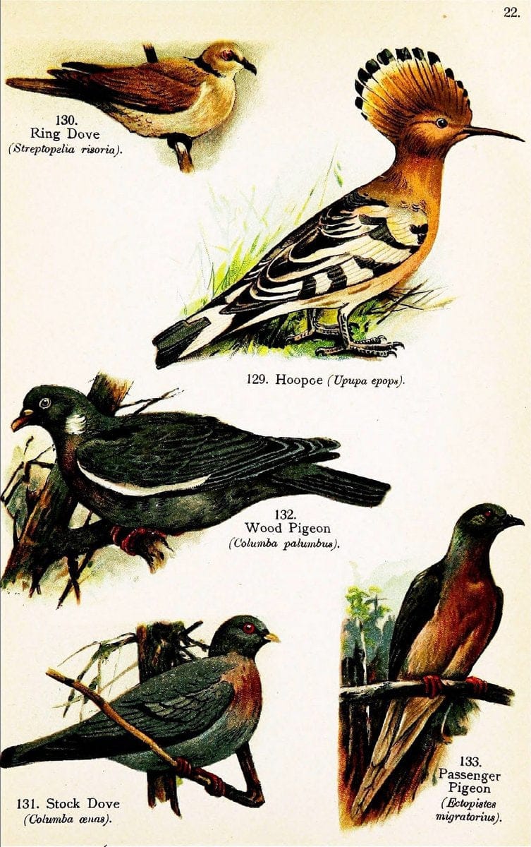 Birds of the world for young people,.New York,F.A. Stokes Company[1909]. |  | Vintage Print Reproduction 462888