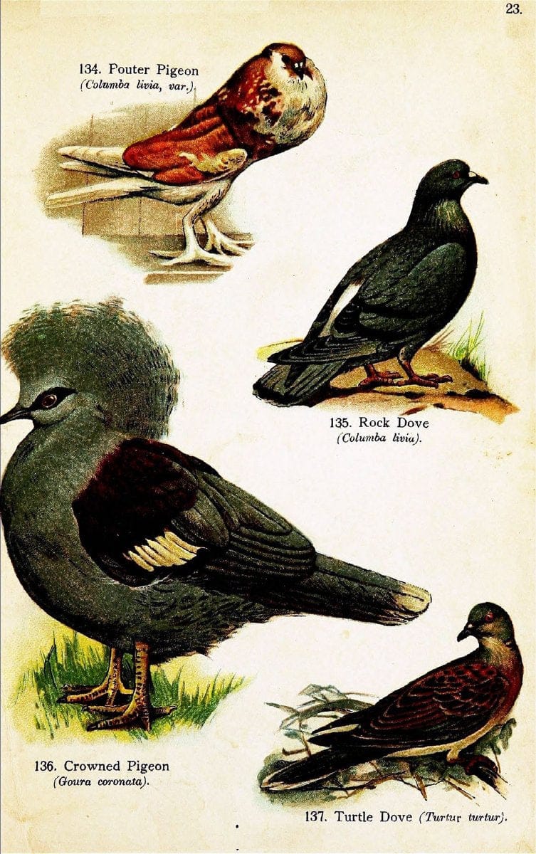 Birds of the world for young people,.New York,F.A. Stokes Company[1909]. |  | Vintage Print Reproduction 462889