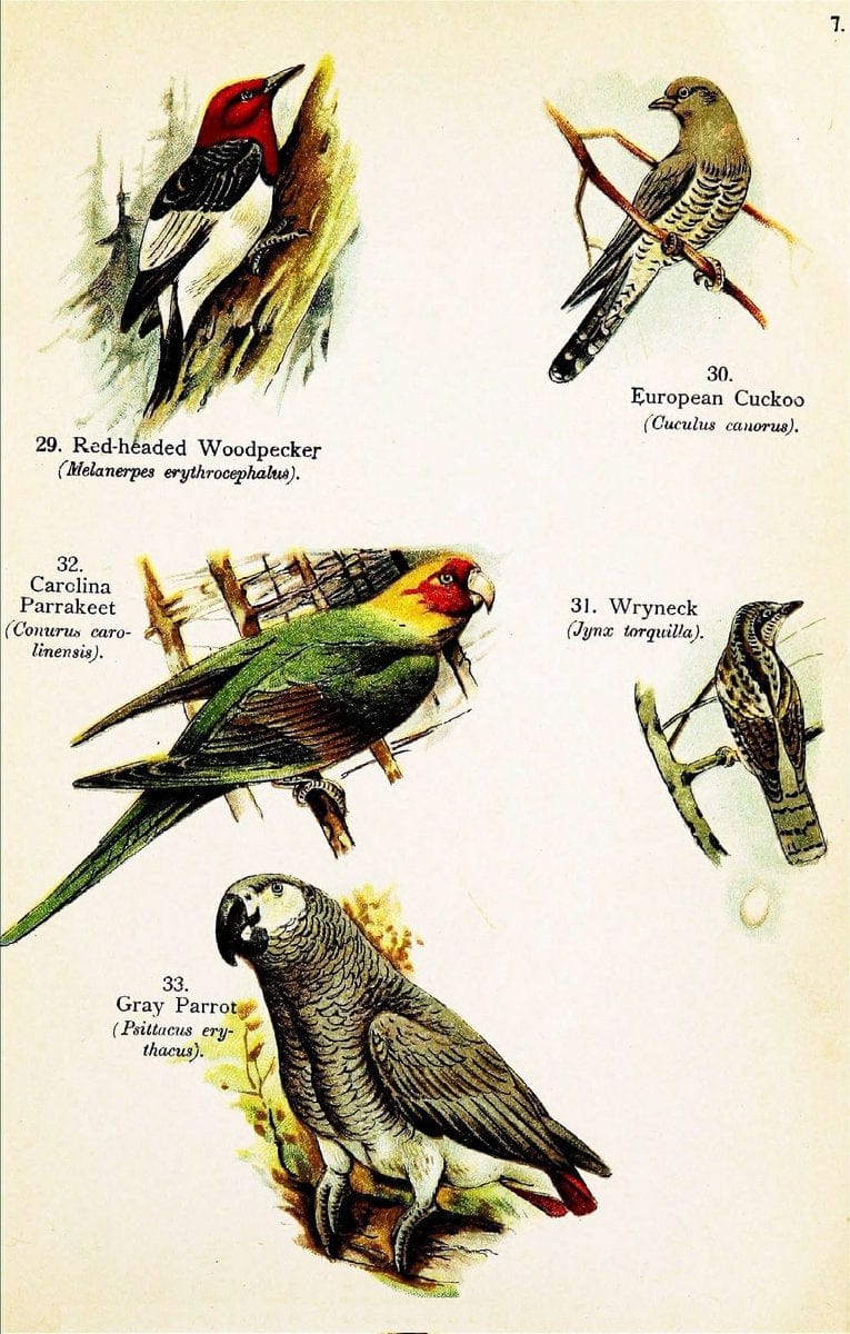 Birds of the world for young people,.New York,F.A. Stokes Company[1909]. |  | Vintage Print Reproduction 462890