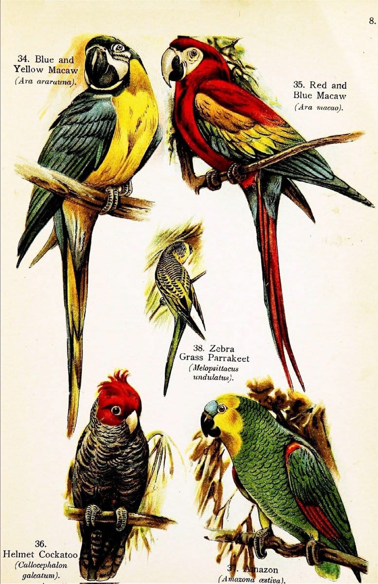 Birds of the world for young people,.New York,F.A. Stokes Company[1909]. |  | Vintage Print Reproduction 462891