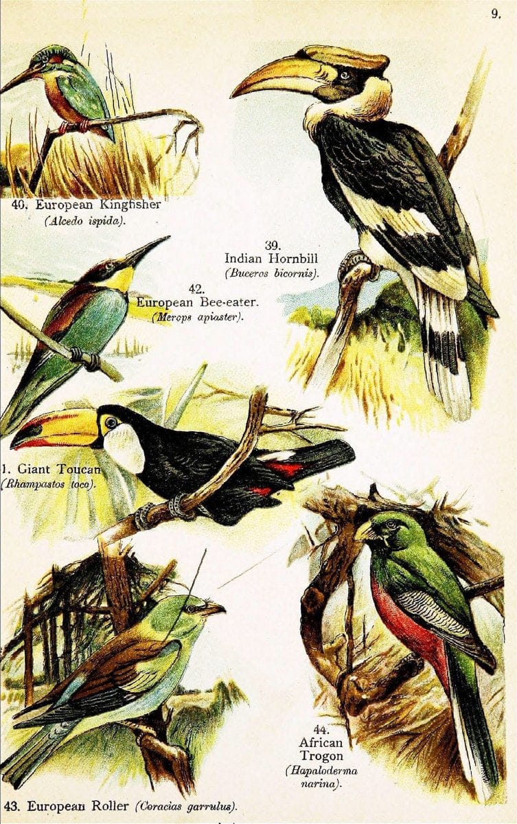 Birds of the world for young people,.New York,F.A. Stokes Company[1909]. |  | Vintage Print Reproduction 462892