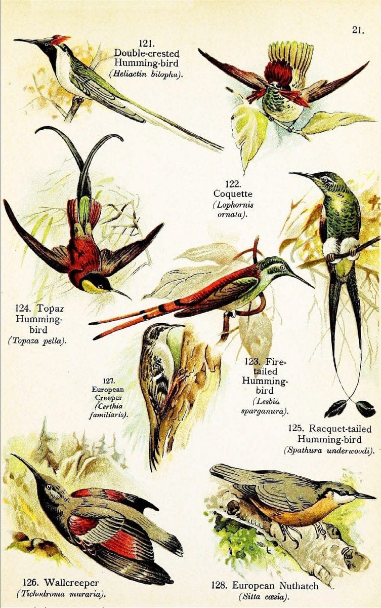 Birds of the world for young people,.New York,F.A. Stokes Company[1909]. |  | Vintage Print Reproduction 462893