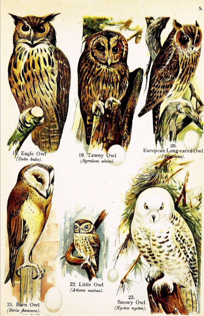 Birds of the world for young people,.New York,F.A. Stokes Company[1909]. |  | Vintage Print Reproduction 462894