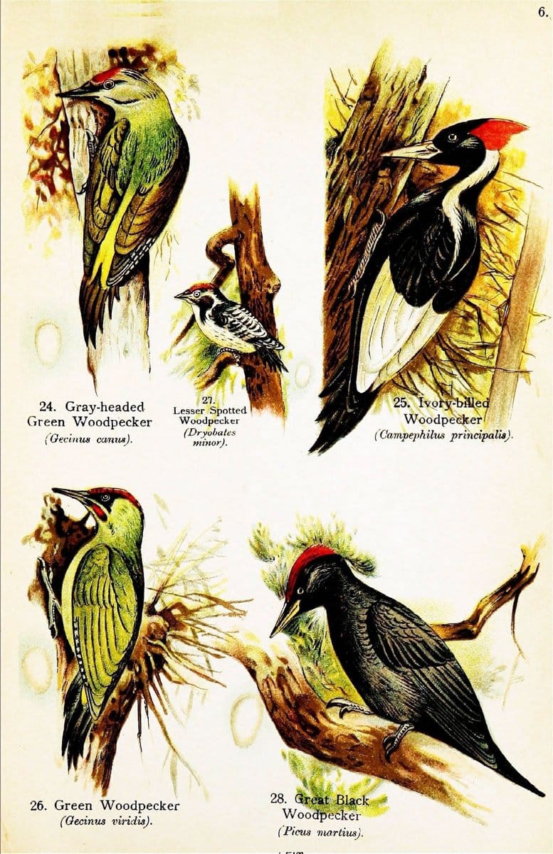 Birds of the world for young people,.New York,F.A. Stokes Company[1909]. |  | Vintage Print Reproduction 462895