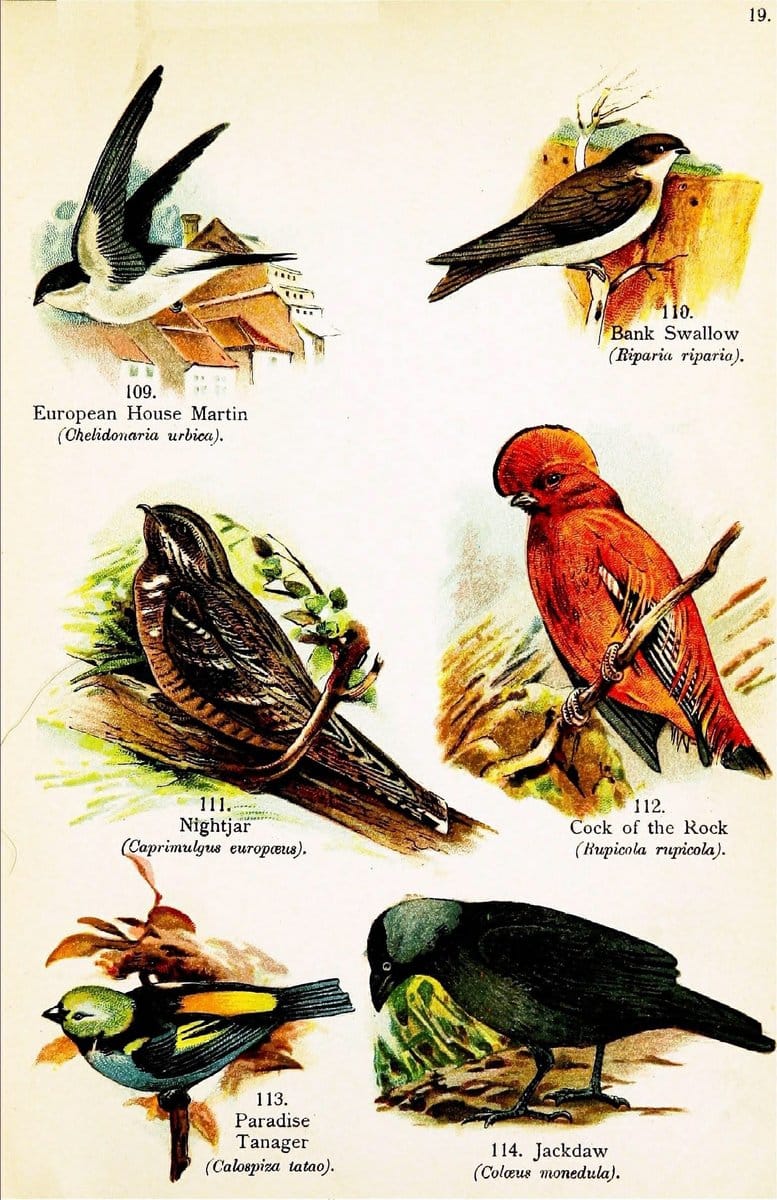 Birds of the world for young people,.New York,F.A. Stokes Company[1909]. |  | Vintage Print Reproduction 462896