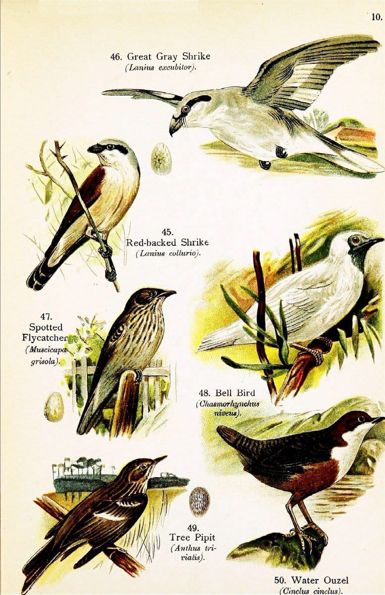 Birds of the world for young people,.New York,F.A. Stokes Company[1909]. |  | Vintage Print Reproduction 462897
