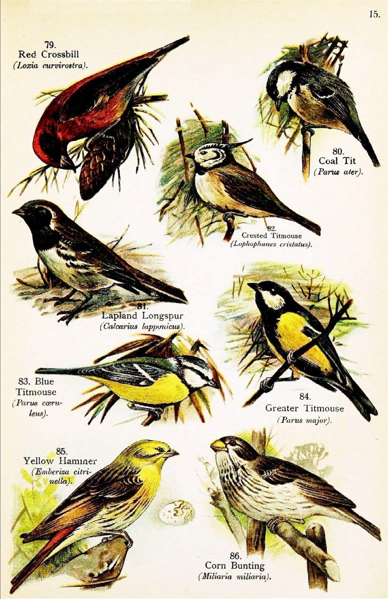 Birds of the world for young people,.New York,F.A. Stokes Company[1909]. |  | Vintage Print Reproduction 462898