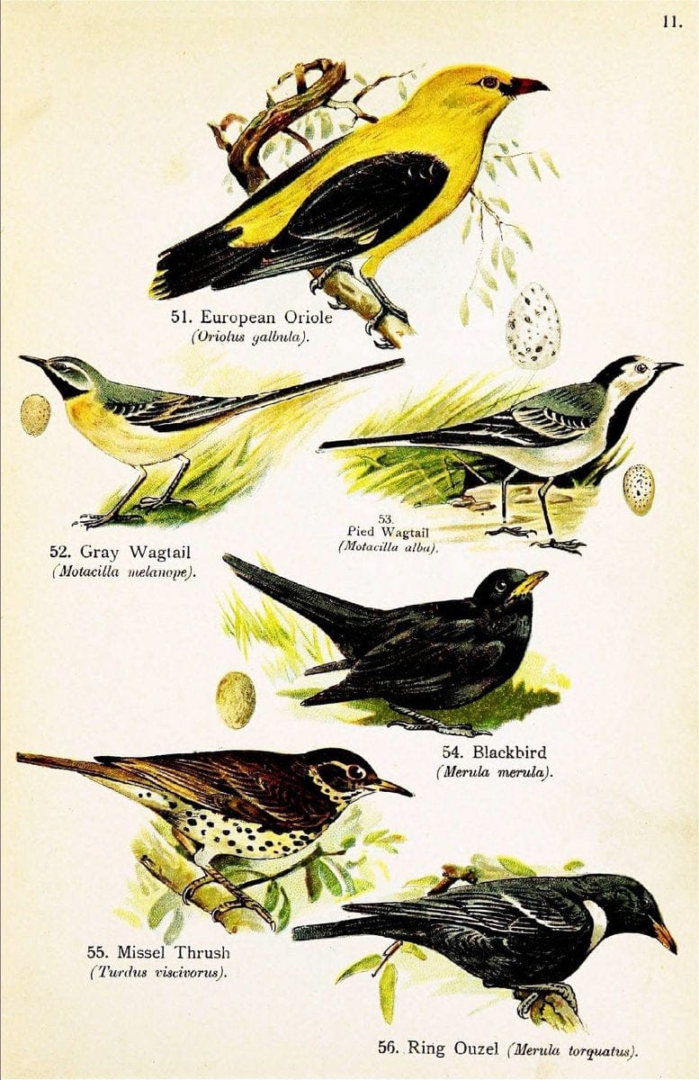 Birds of the world for young people,.New York,F.A. Stokes Company[1909]. |  | Vintage Print Reproduction 462899