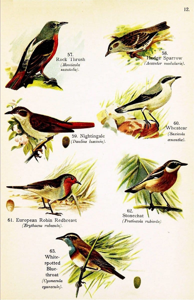 Birds of the world for young people,.New York,F.A. Stokes Company[1909]. |  | Vintage Print Reproduction 462900