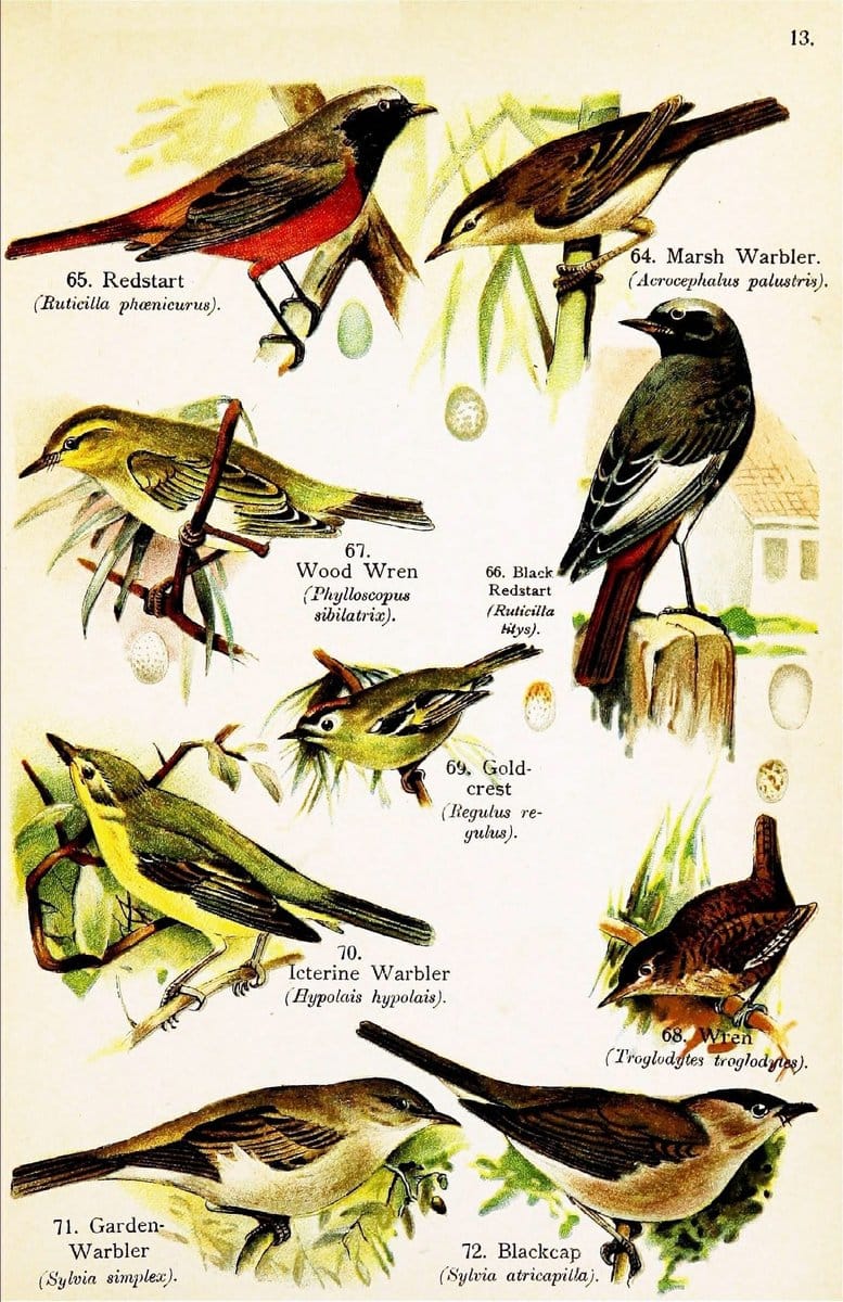 Birds of the world for young people,.New York,F.A. Stokes Company[1909]. |  | Vintage Print Reproduction 462901