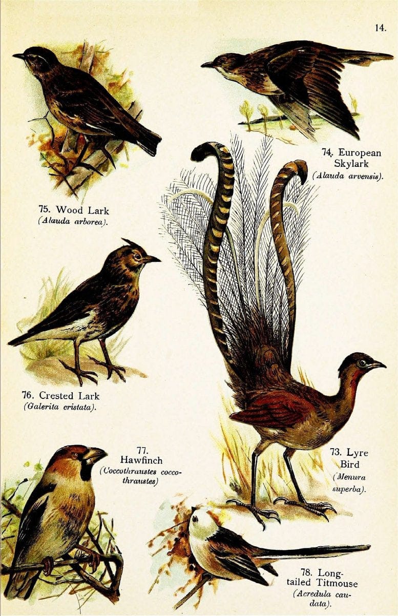 Birds of the world for young people,.New York,F.A. Stokes Company[1909]. |  | Vintage Print Reproduction 462902