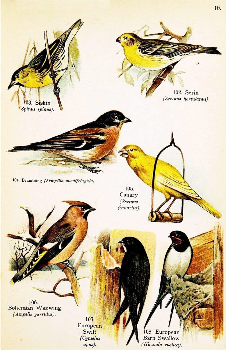 Birds of the world for young people,.New York,F.A. Stokes Company[1909]. |  | Vintage Print Reproduction 462903