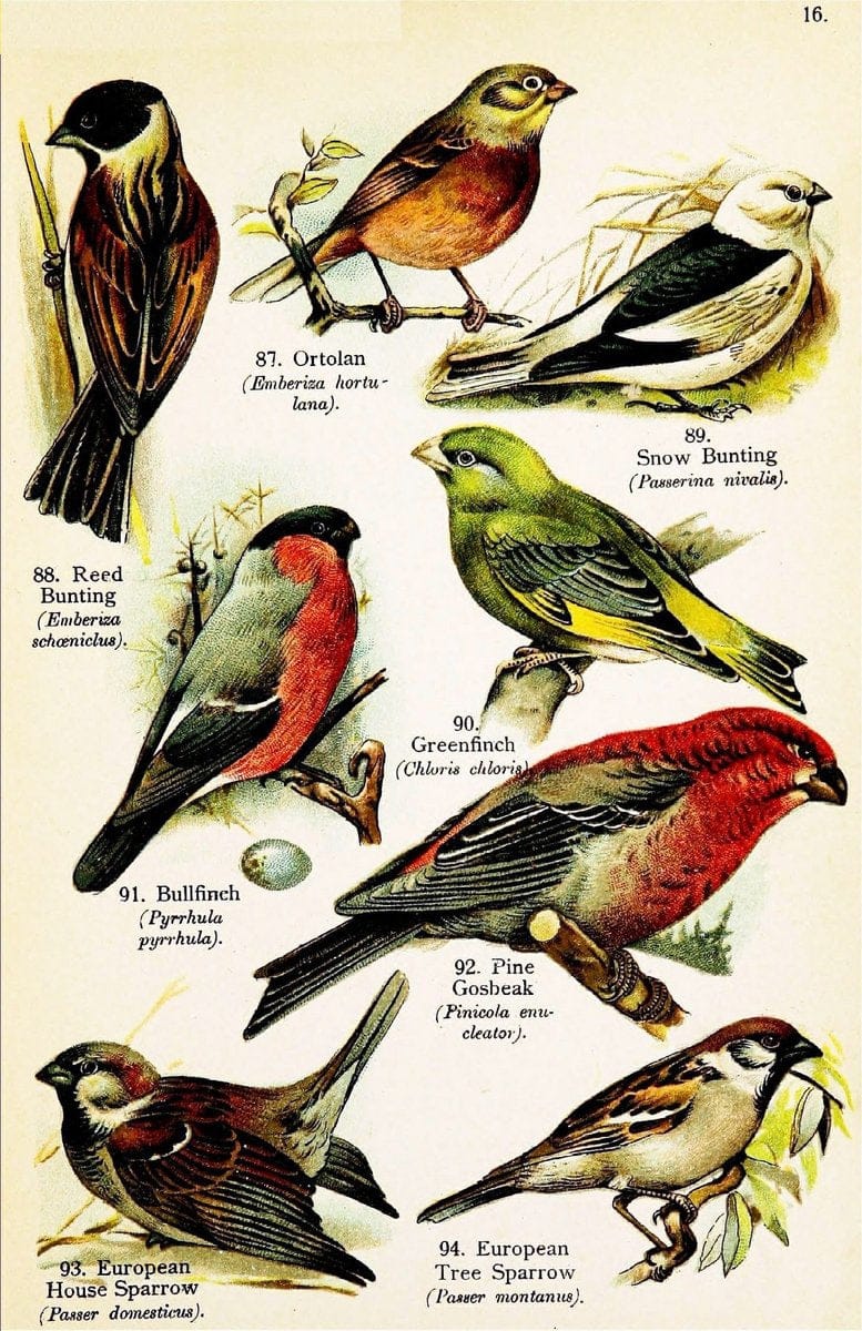 Birds of the world for young people,.New York,F.A. Stokes Company[1909]. |  | Vintage Print Reproduction 462904