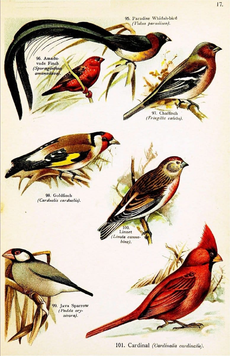 Birds of the world for young people,.New York,F.A. Stokes Company[1909]. |  | Vintage Print Reproduction 462905