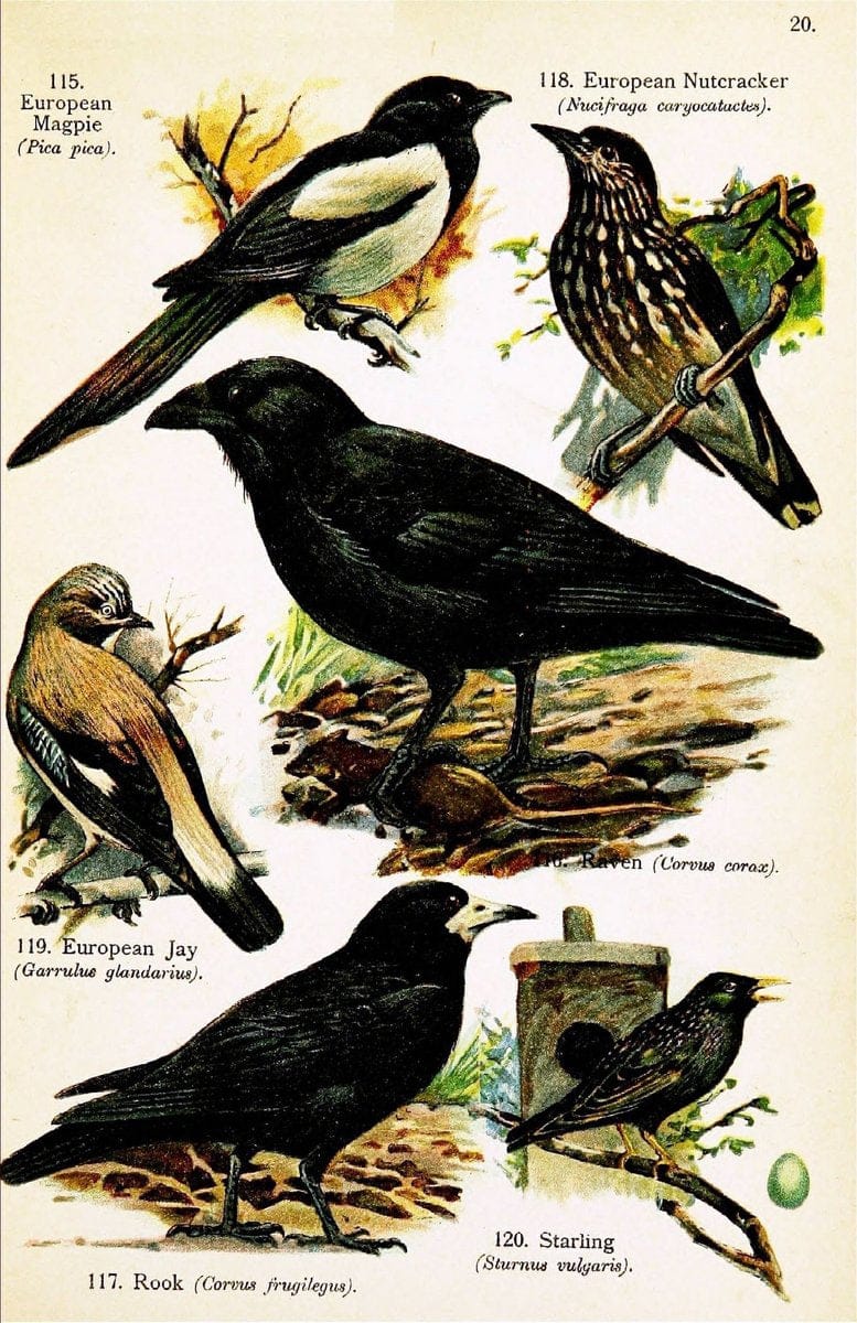 Birds of the world for young people,.New York,F.A. Stokes Company[1909]. |  | Vintage Print Reproduction 462906